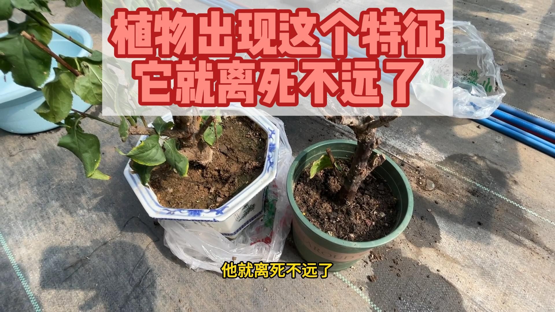 [图]植物出现这个信号，他就快烂根了