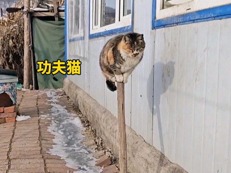 [图]居然被一只猫帅到了！猫：我就浅浅秀一下实力。