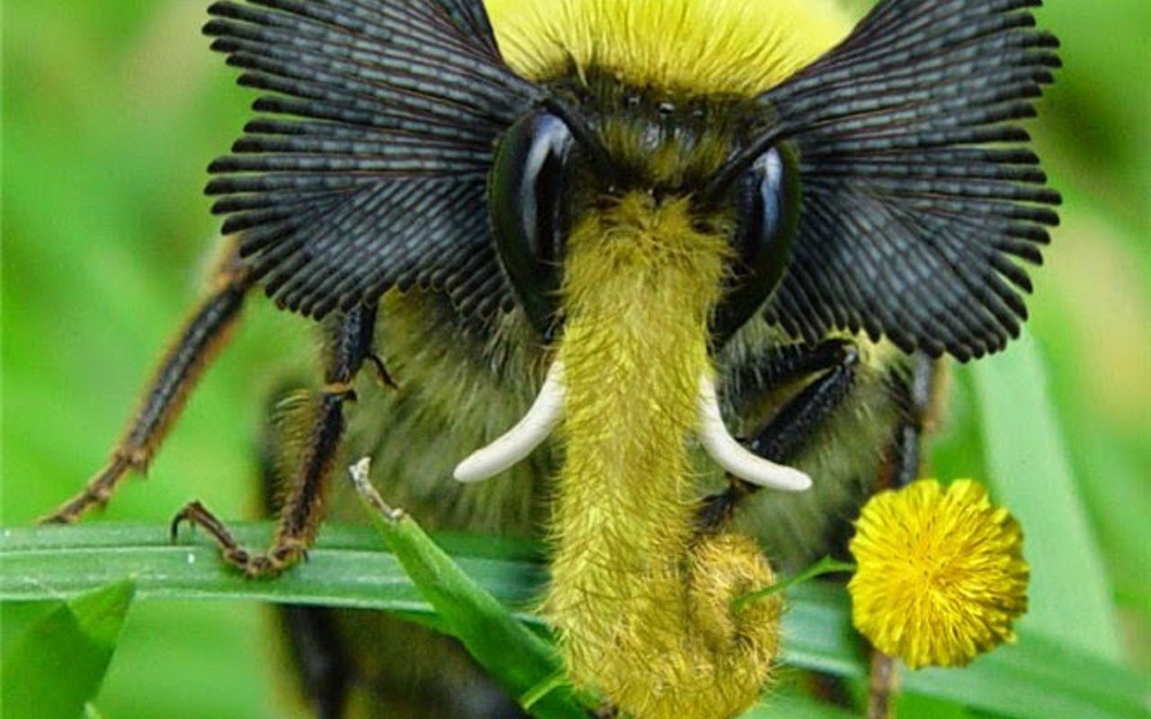 世界上最罕见的4种奇特动物,一辈子只出现一秒,见过算我输!