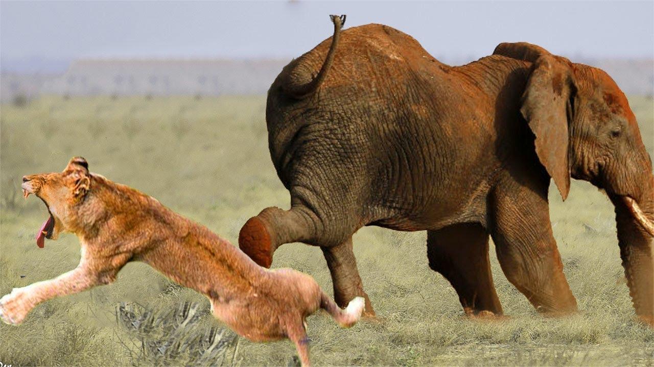 史诗般的狮子王与大象之战,大象如何摆脱狮子,狮子vs大象!