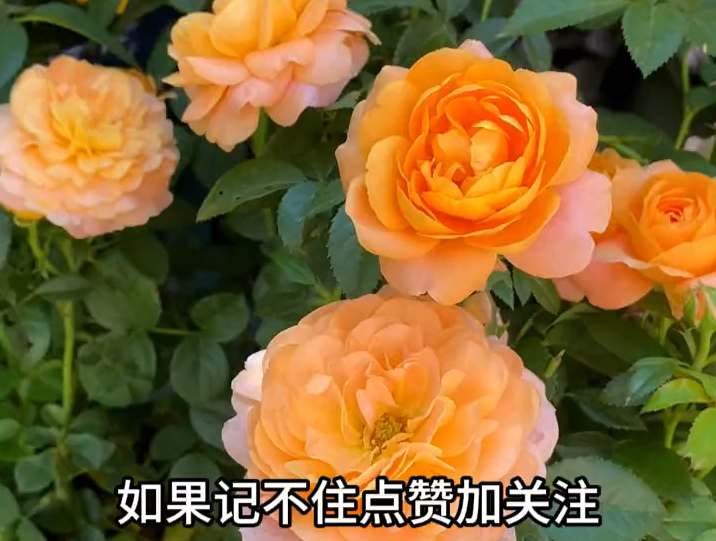 花卉绿植哔哩哔哩bilibili