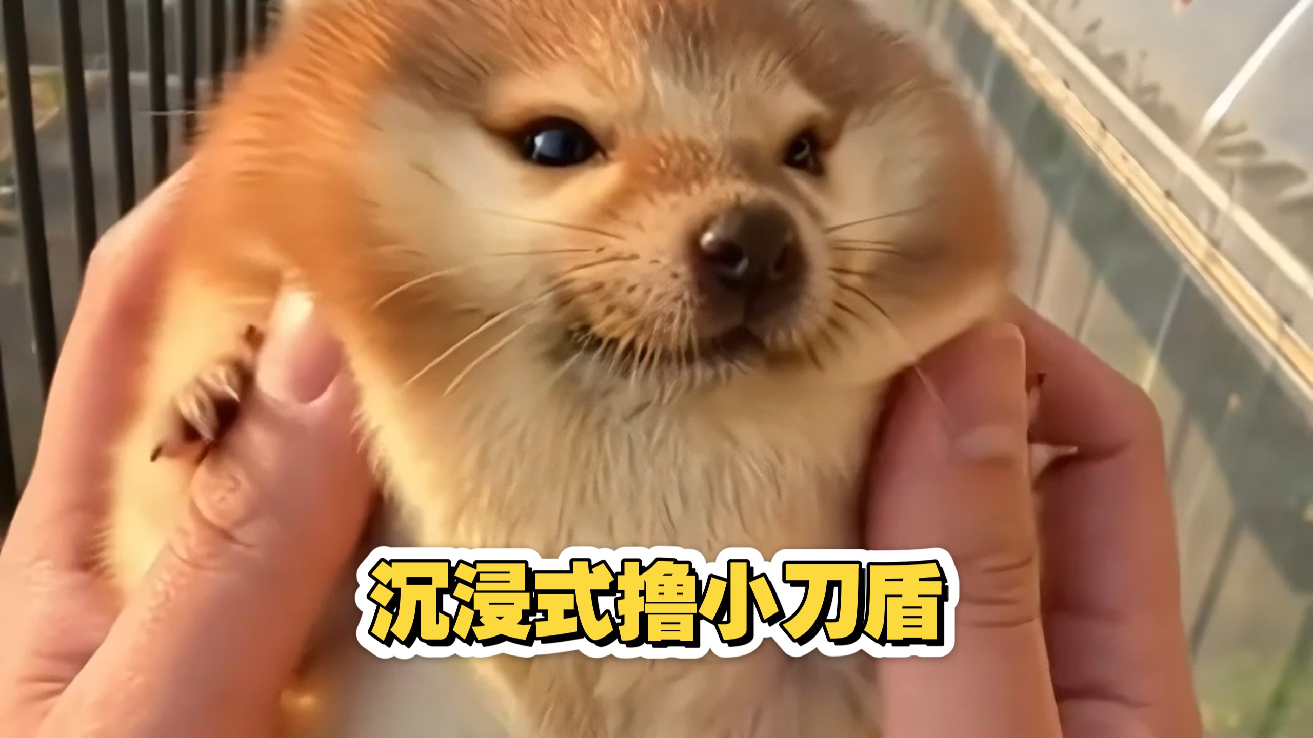 纯享一分半钟沉浸式按摩小刀盾