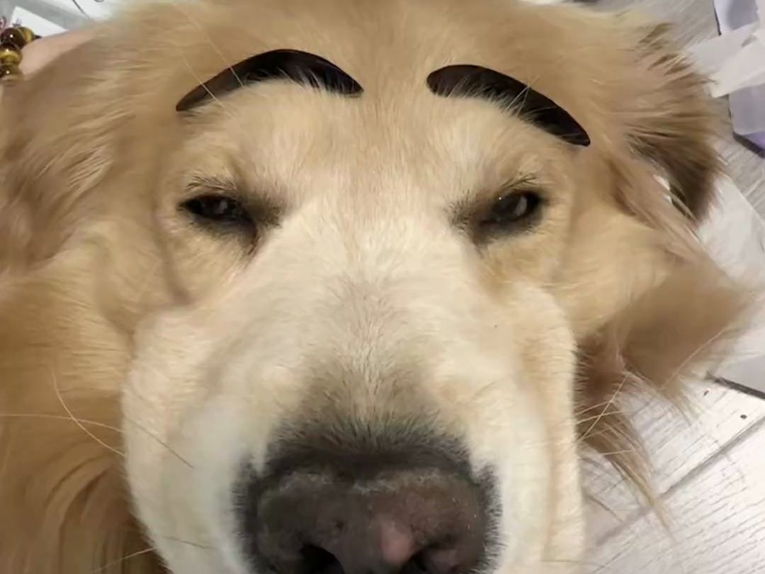 假如狗狗有眉毛….
