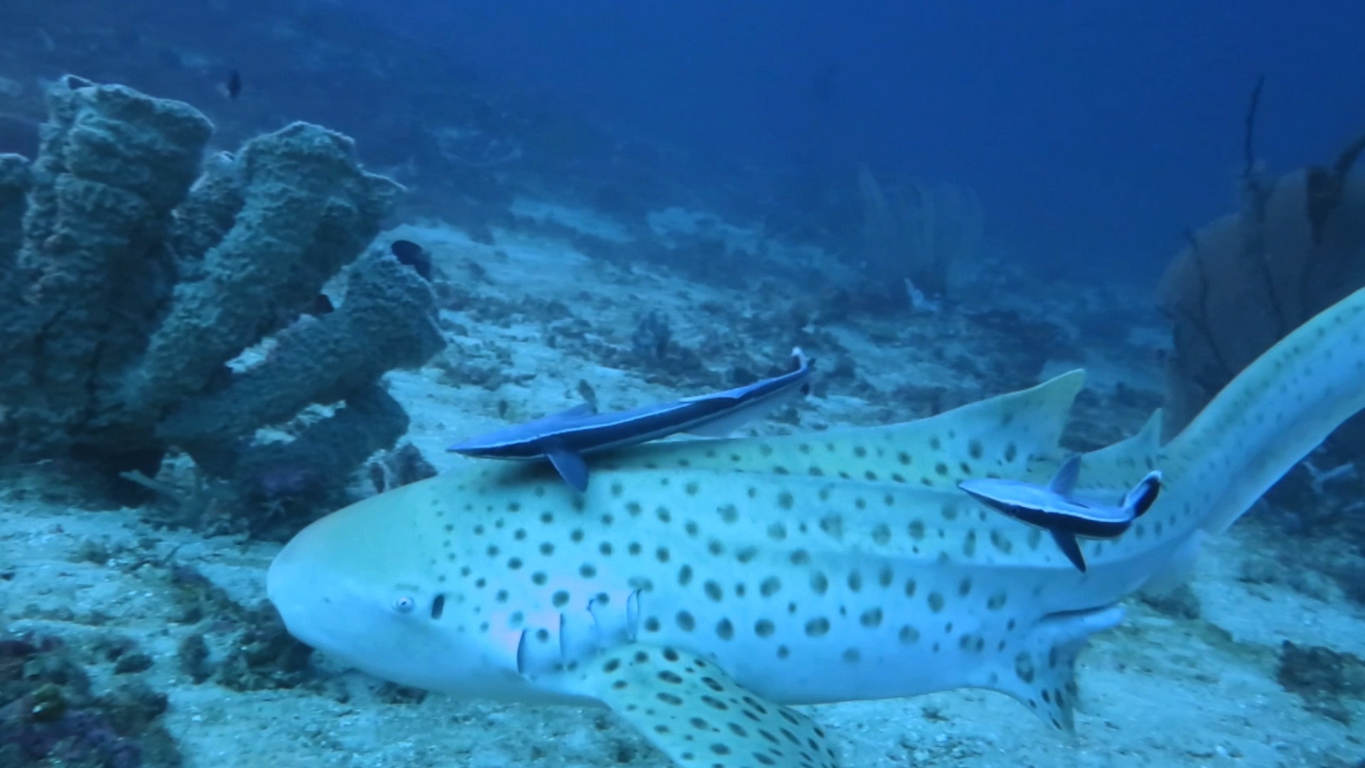对于主动入镜头的豹纹鲨只能偏爱 印尼蒂多雷岛 tidore