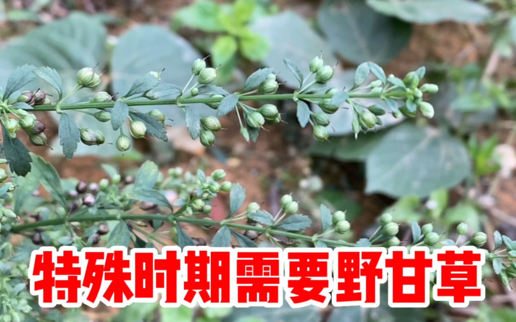 甘草煮冰糖的功效(甘草煮冰糖——中药美容圣品)