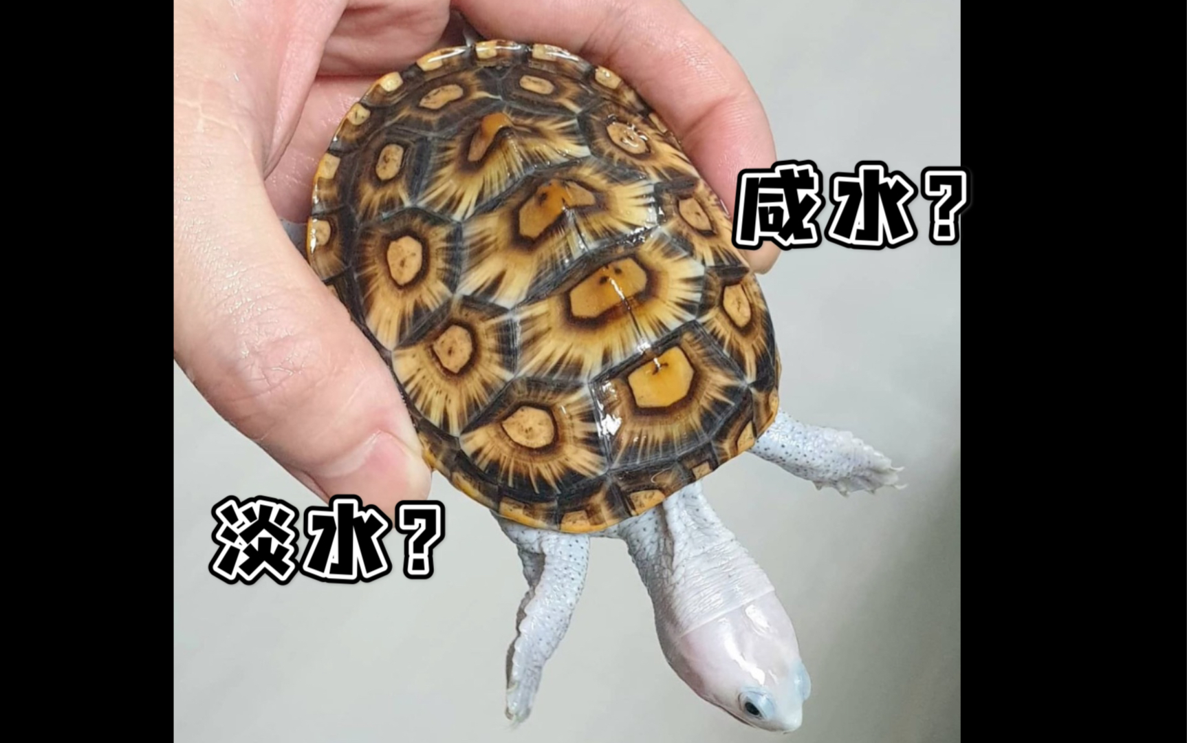 钻纹龟背甲真菌的真相视频有点长对于钻纹龟有兴趣的或者正在饲养的龟