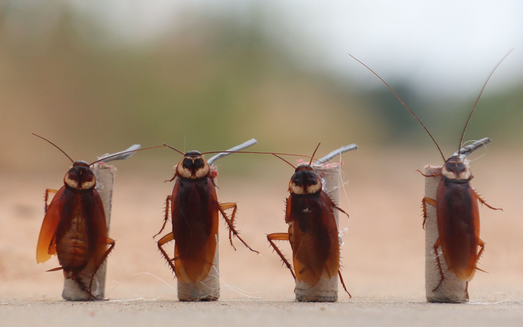 将小雷王粘在小强身上会发生什么呢