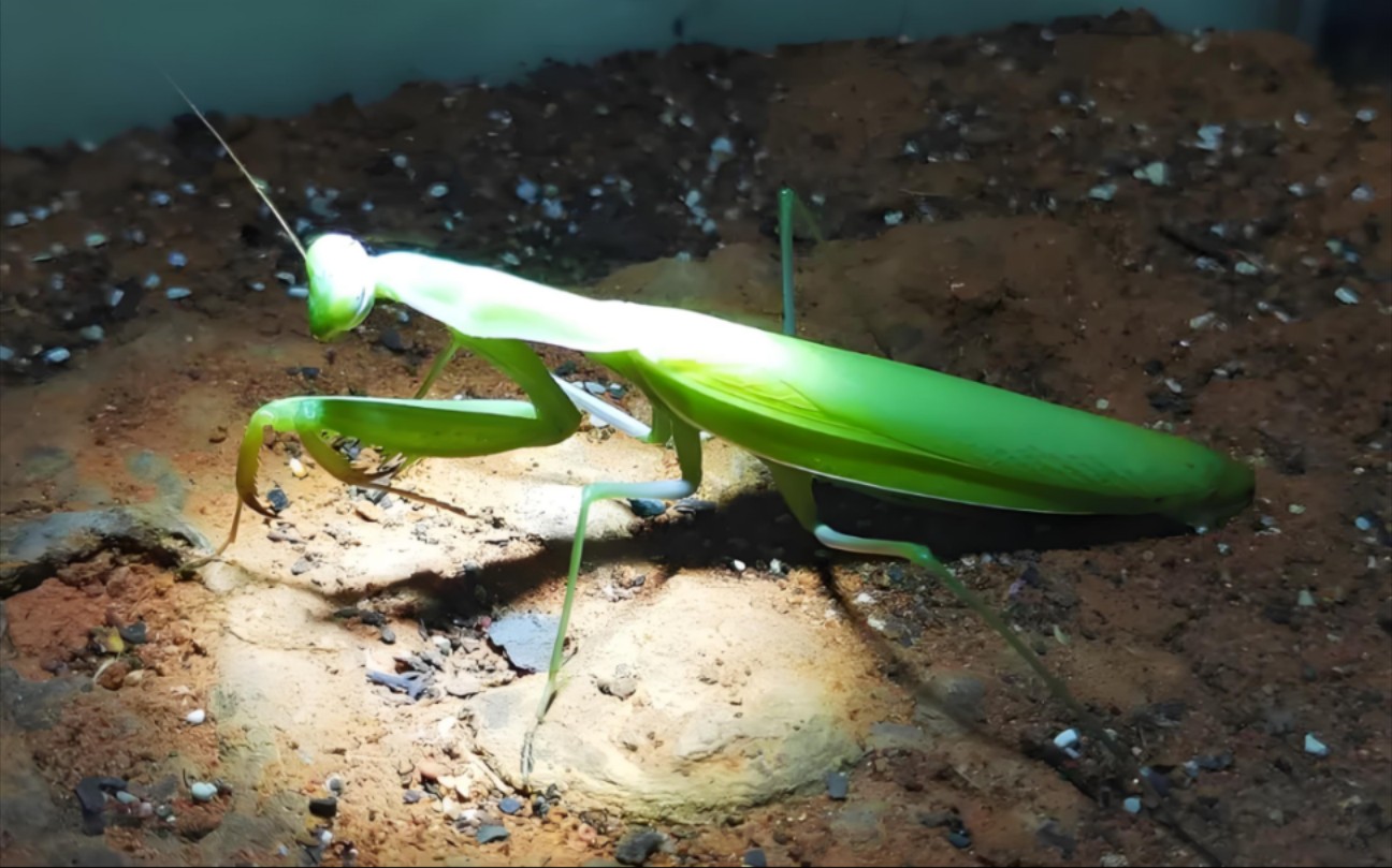 积极干饭的薄翅螳