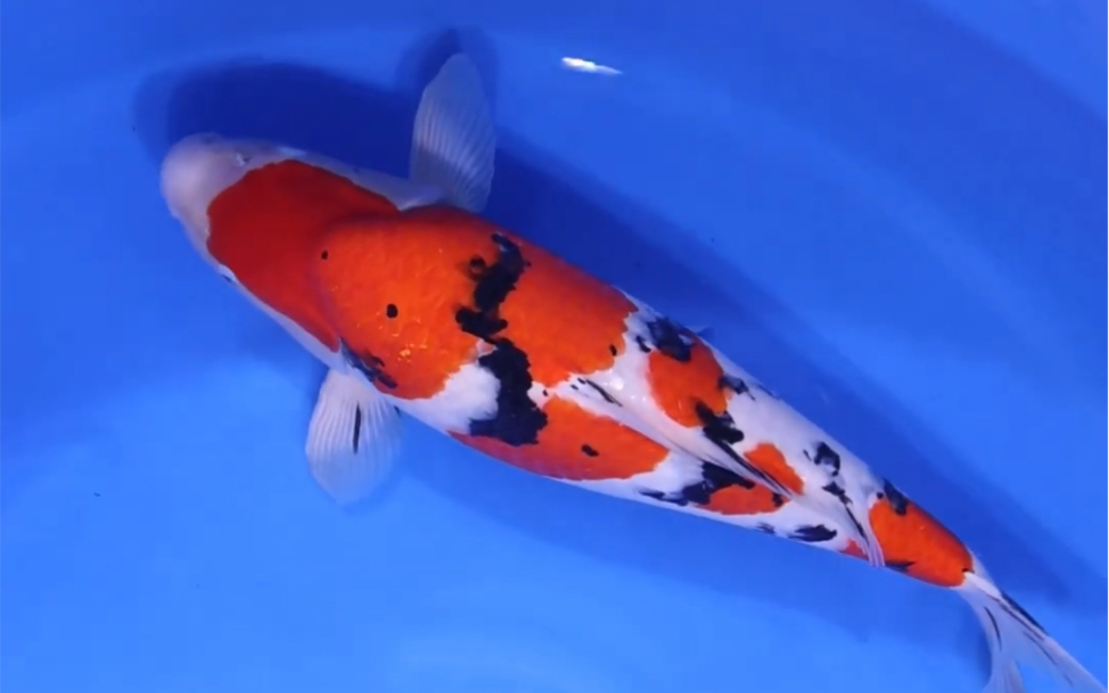 丸重大正三色锦鲤雌两岁五十四公分观赏鱼.