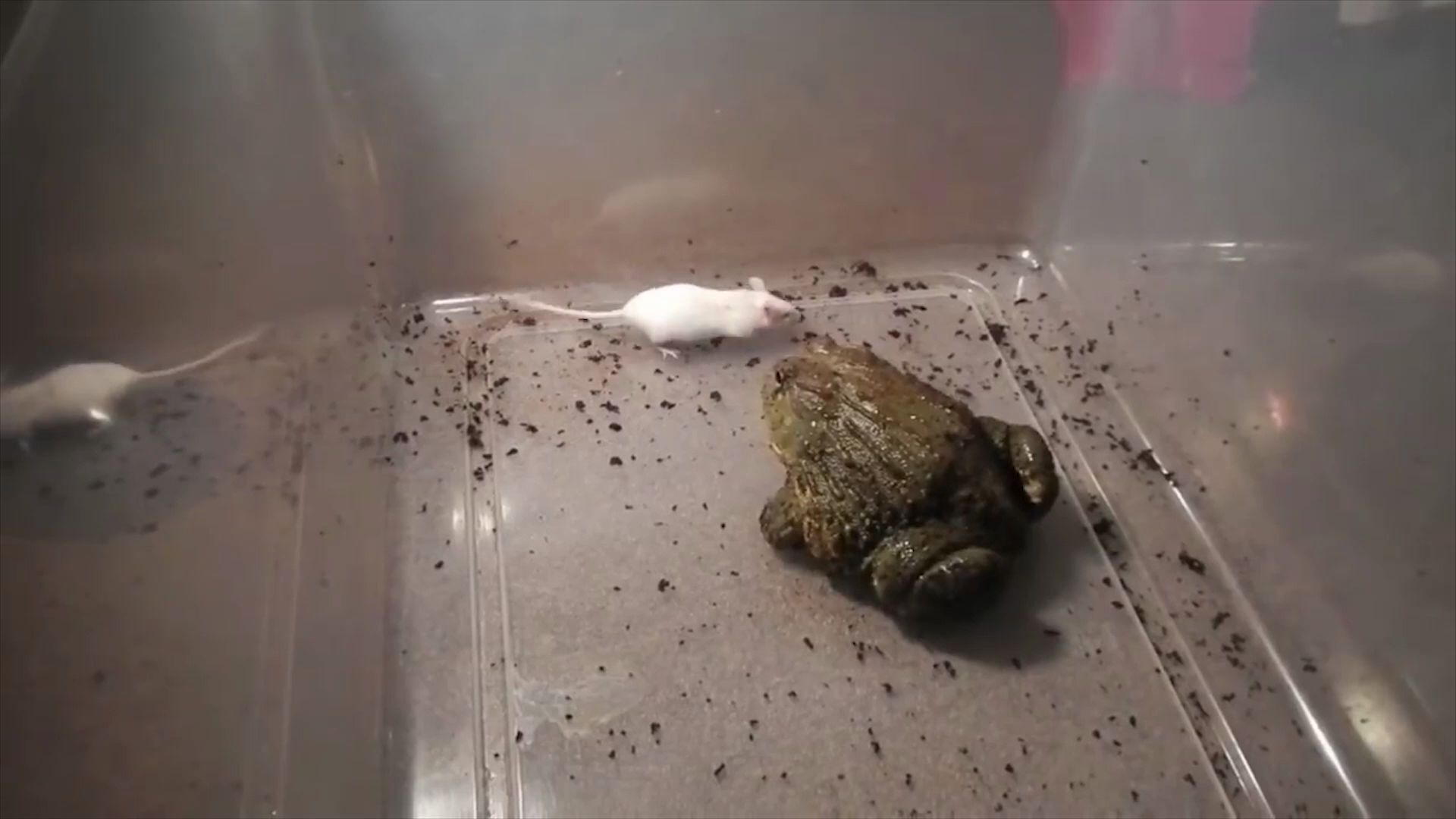 青蛙捕食连老鼠都能吞下去