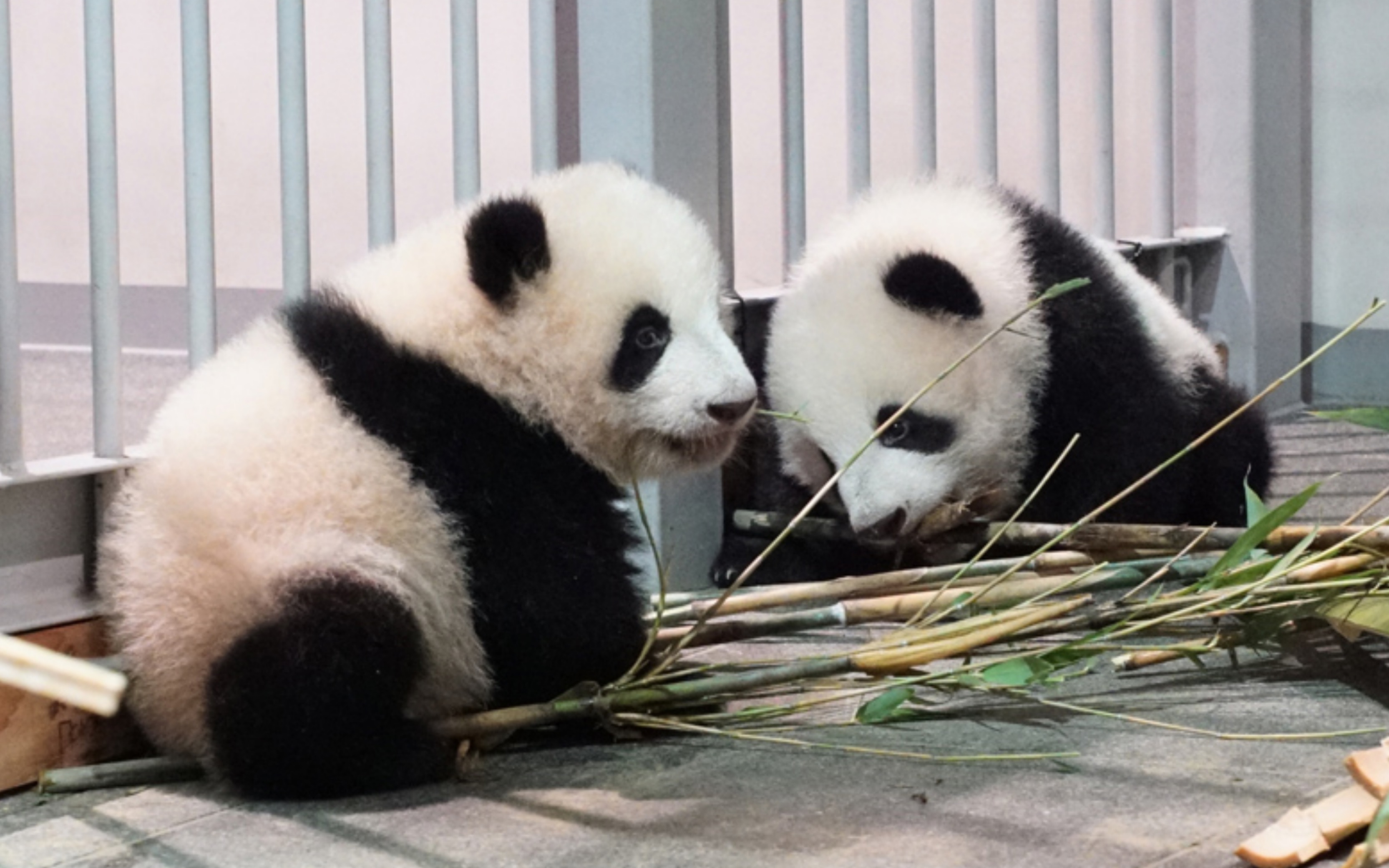 上野动物园熊猫近况 11/9