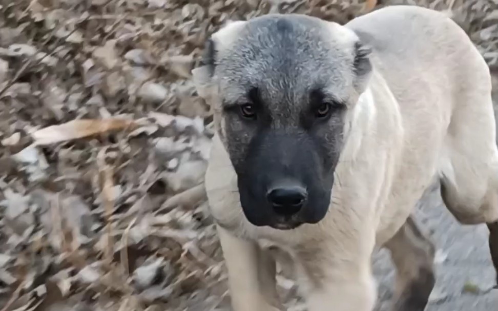 世界第一猛犬 土耳其坎高犬 精品小公哔哩哔哩bilibili