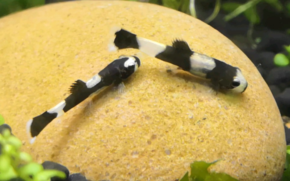 熊猫鳅觅食_哔哩哔哩 (゜-゜)つロ 干杯~-bilibili