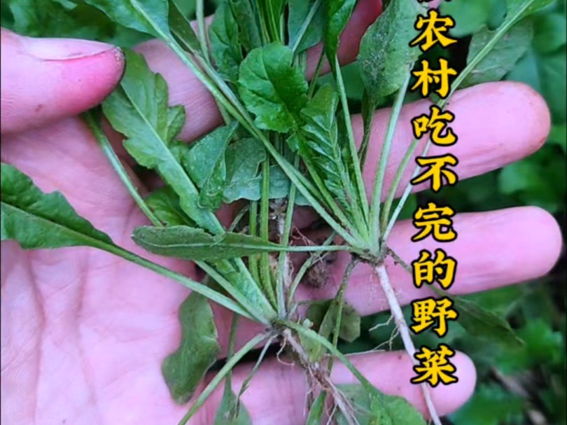 像荠菜、面条菜、马齿苋等,小时候吃不完的野菜,你还记得吗?#植物科普 #识百草 #大自然的馈赠 #三农哔哩哔哩bilibili