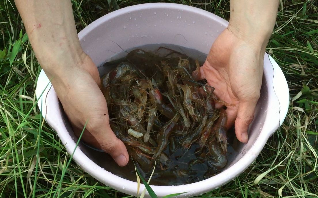 小伙山塘收获野生河虾个个晶莹剔透是一道不错的美食
