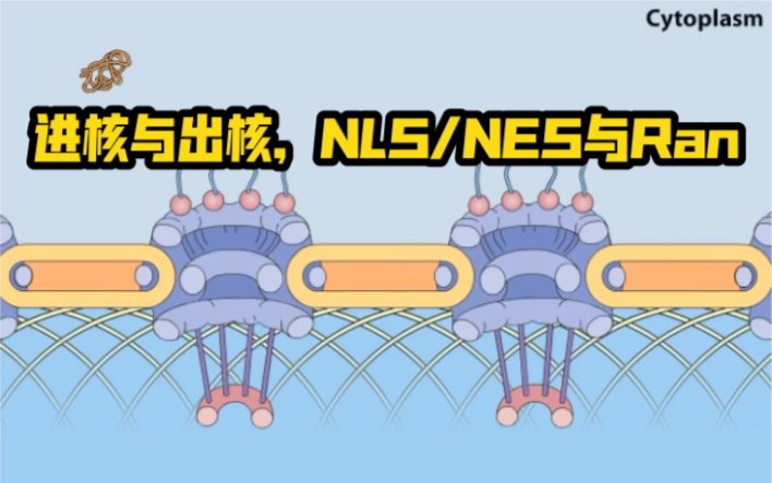 [图]进核与出核，NLS/NES与Ran：核定位蛋白质命运的主宰居然是GTP