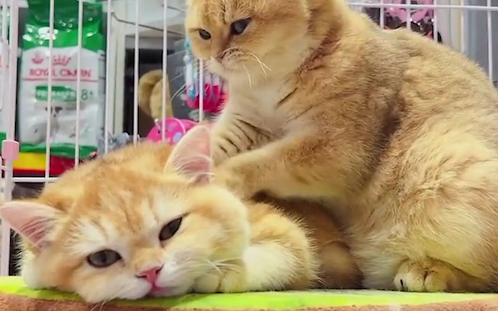 有爱一幕!两只猫咪互相"按摩"