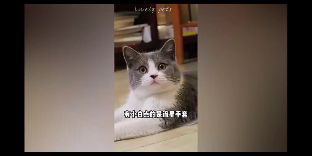 布偶猫性格很好的品种,如何区分布偶猫品种?哔哩哔哩bilibili