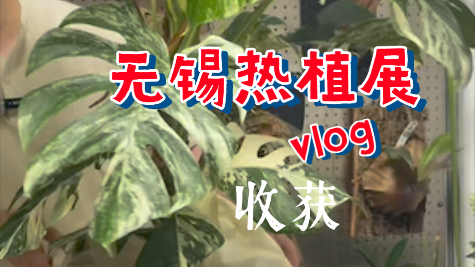 今年的无锡热植展收获