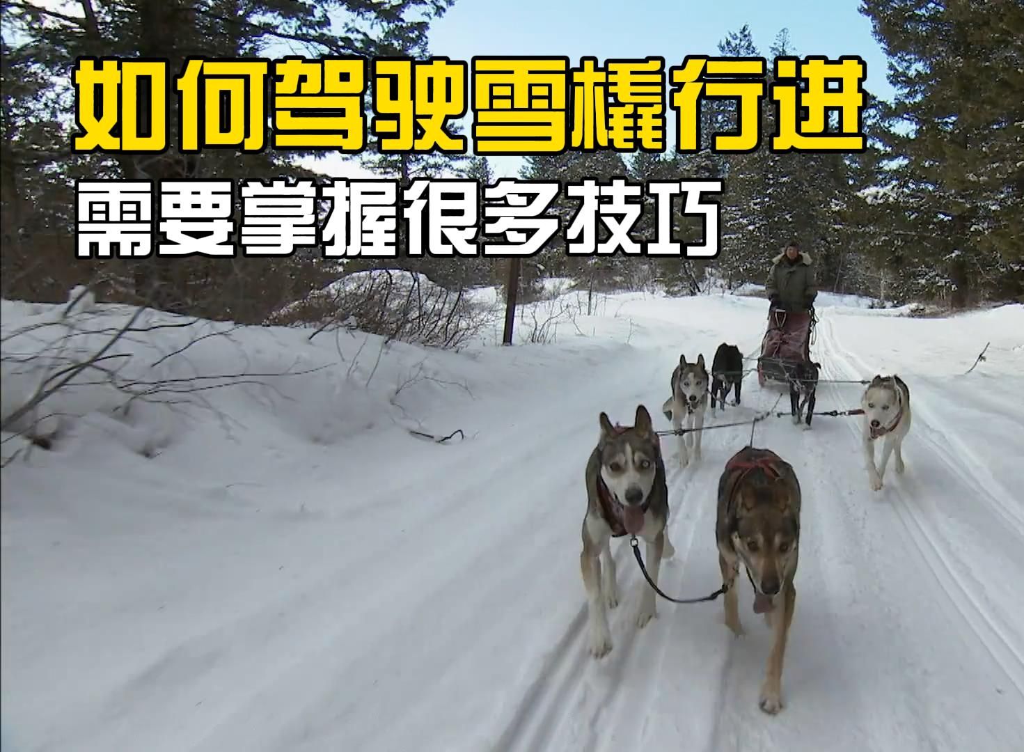 西伯利亚雪橇犬