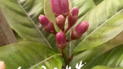 想凹成棒棒糖的香水柠檬有花苞了,还是顶端