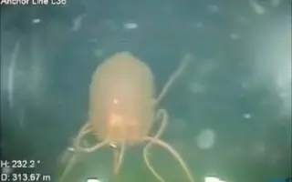 海洋怪物 搜索结果 哔哩哔哩 Bilibili