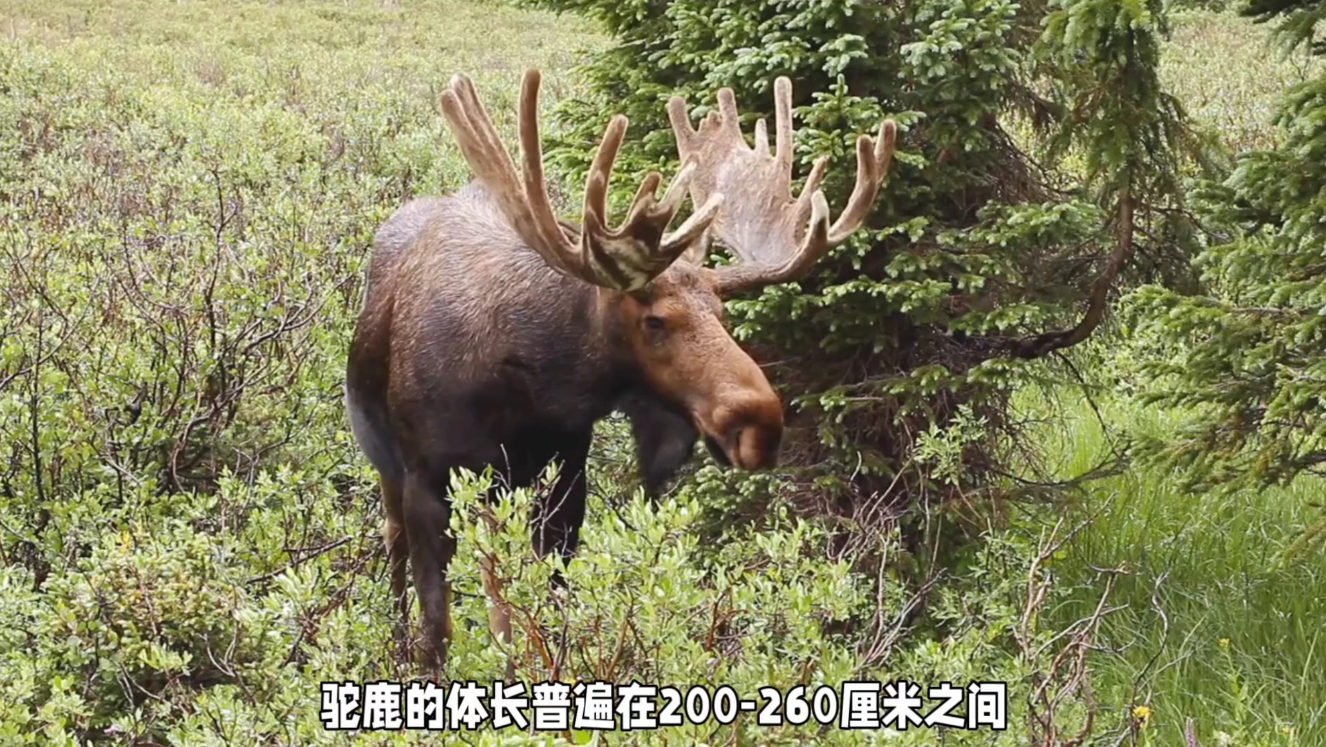 驼鹿:鹿科巨无霸,震撼的体格与力量,森林深处的"巨人"