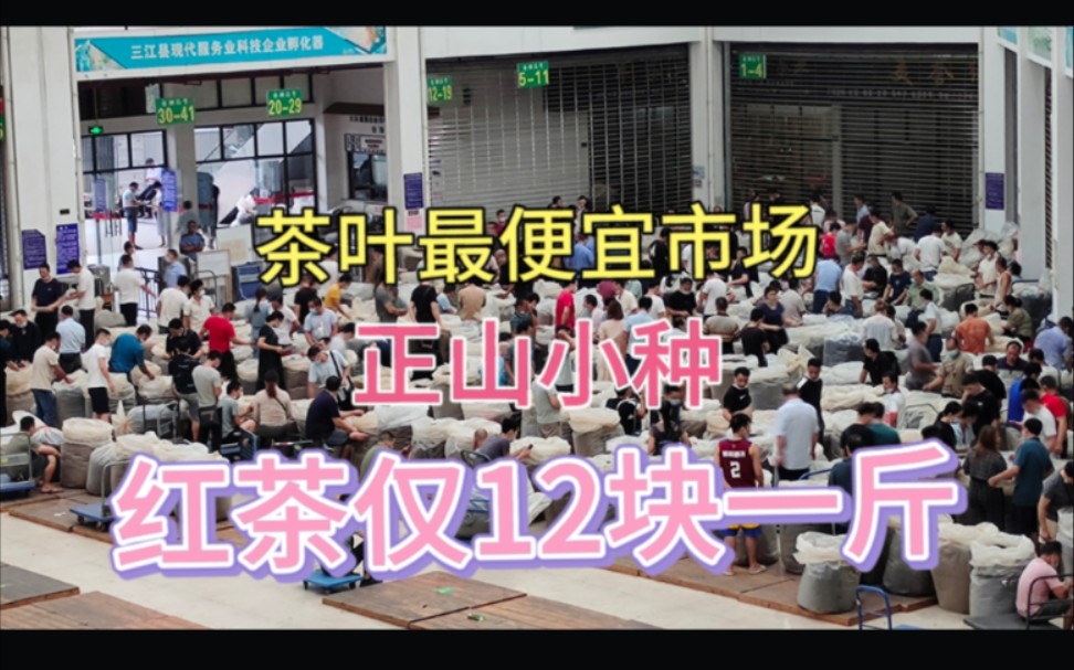 全国茶叶最便宜交易市场,正山小种茶12块一斤,外地老板来抢货,秋茶品质好,性价比高哔哩哔哩bilibili