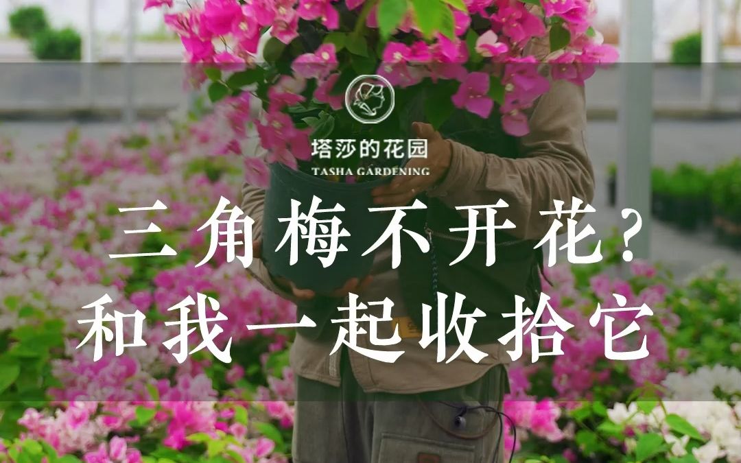 [图]三角梅不开花？和我一起收拾它