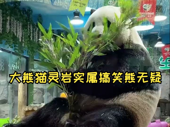 大熊猫灵岩实属搞笑熊无疑