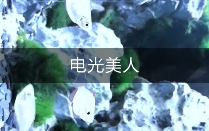 电光美人 热带鱼百科哔哩哔哩bilibili