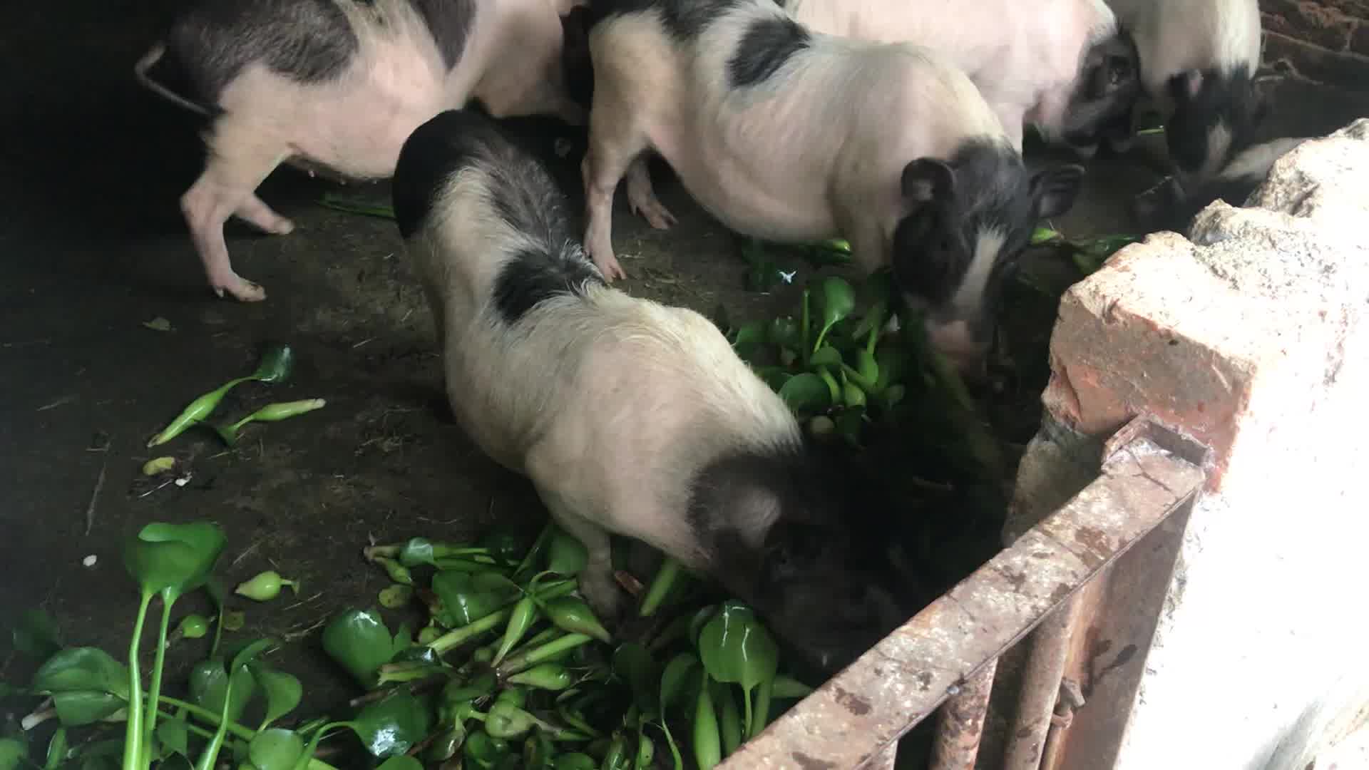 让专家头疼的外来物种水葫芦,在农村人可是个宝,猪可爱吃了