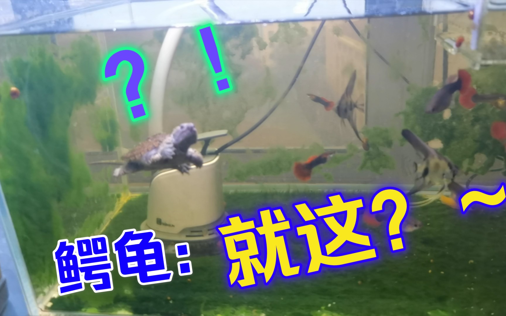 【鳄龟苗】这就是鳄龟吗!?哔哩哔哩bilibili