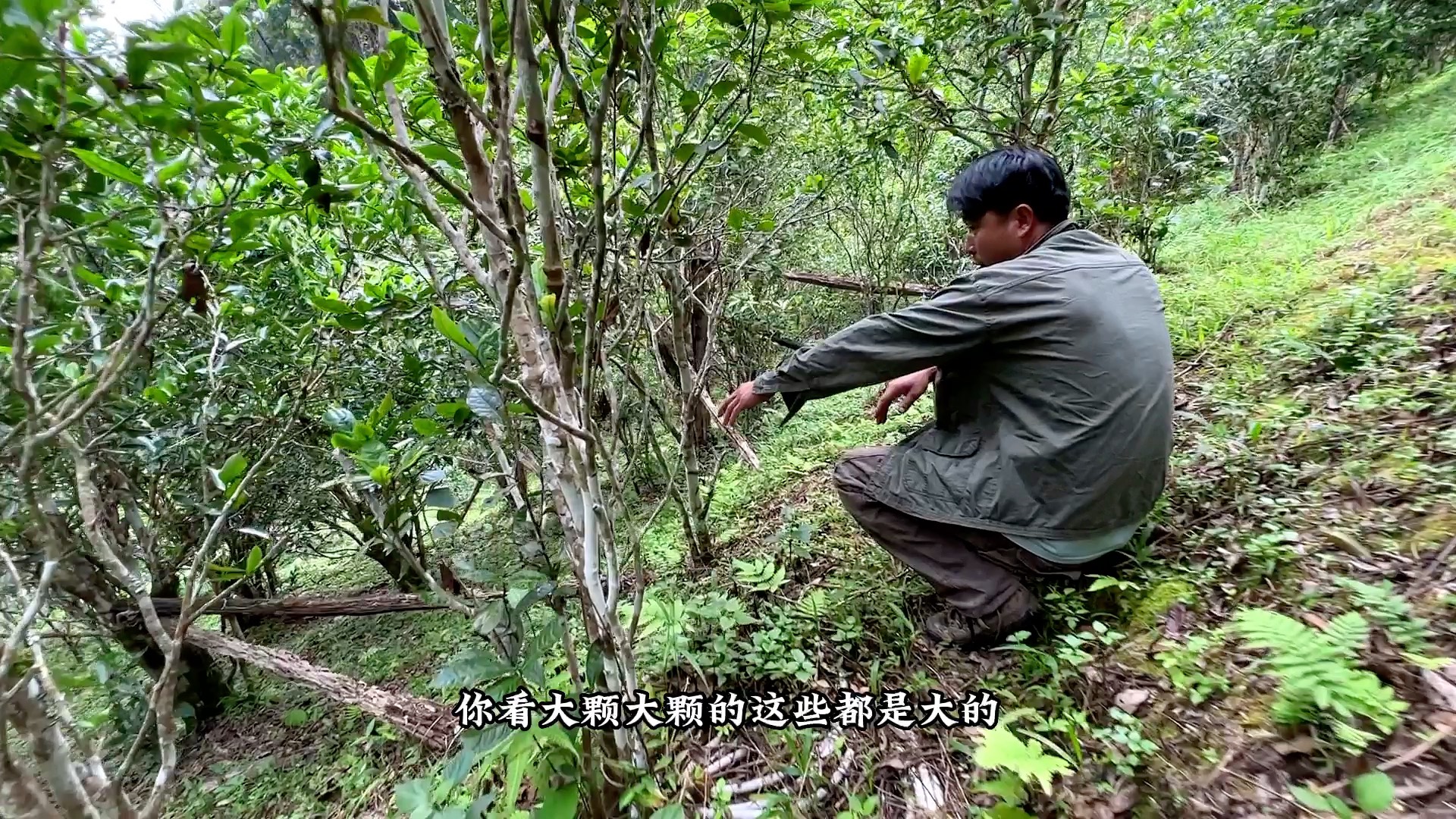 [图]人生如茶，苦尽甘来，一片丹心，天地可鉴。