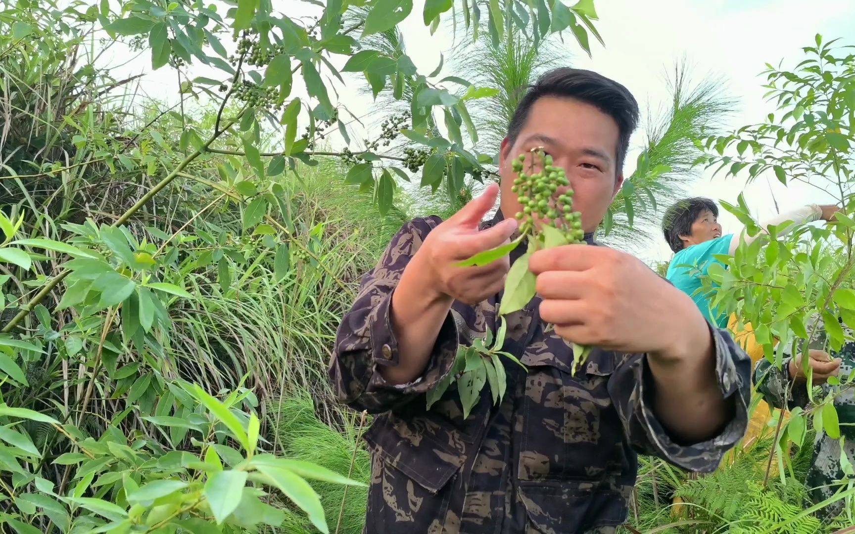 这种天然香料有几人认识?小农乡5人进山,却收获不多,不过很香哔哩哔哩bilibili