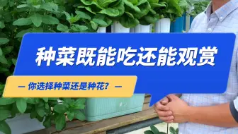 说实话种菜好，还是种花好？确实是一个很难的抉择。不过我选择种菜既能吃还能观赏。#智慧农业 #阳台种菜 #水培蔬菜
