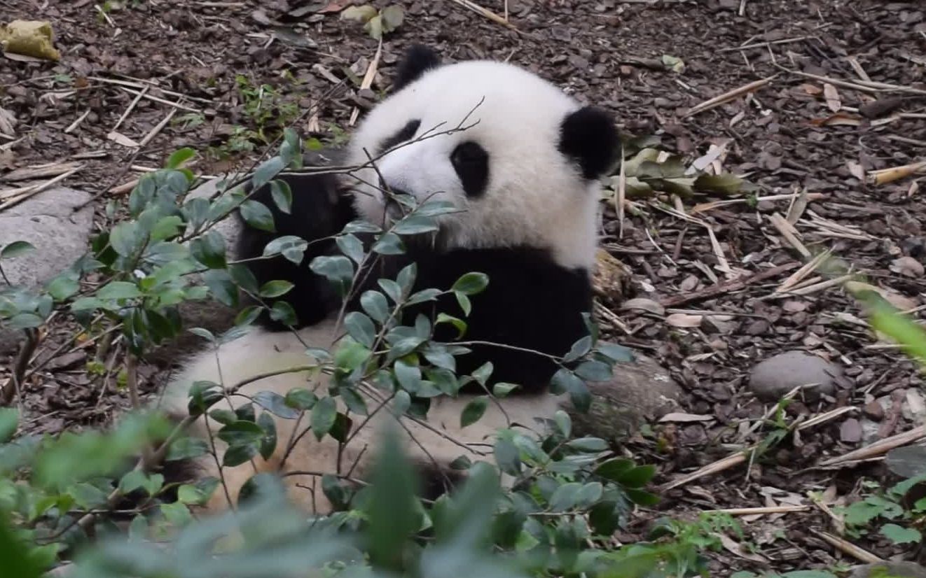 大熊猫和花-小花花吃草草