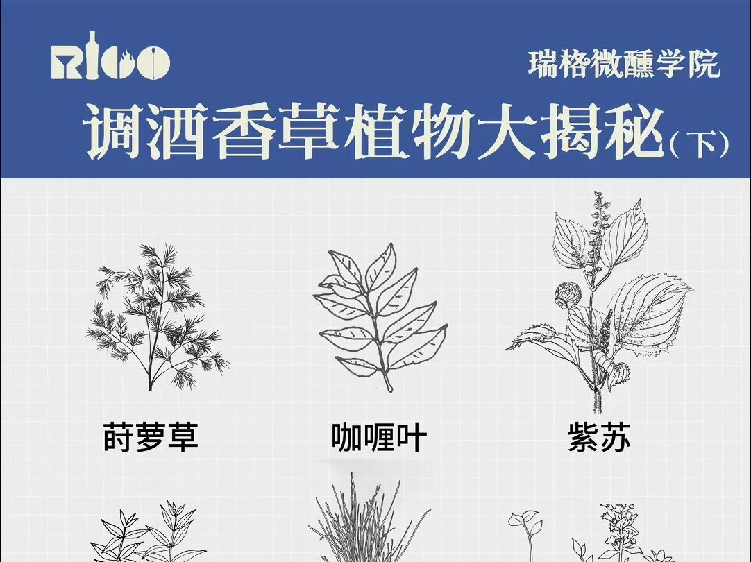 调酒香草植物大揭秘(下)✨哔哩哔哩bilibili