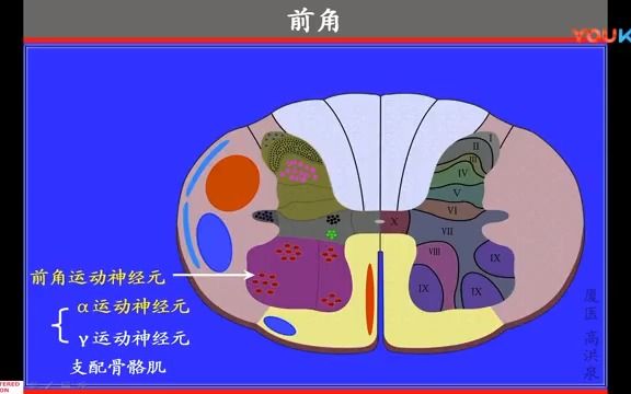 126.脊髓内部结构2高清系统解剖学,人体解剖学,运动解剖学,医学哔哩哔哩bilibili