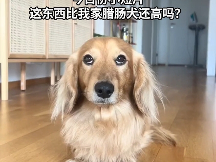 我真的谢谢你哔哩哔哩bilibili