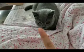 中指猫_ 搜索结果_哔哩哔哩_Bilibili