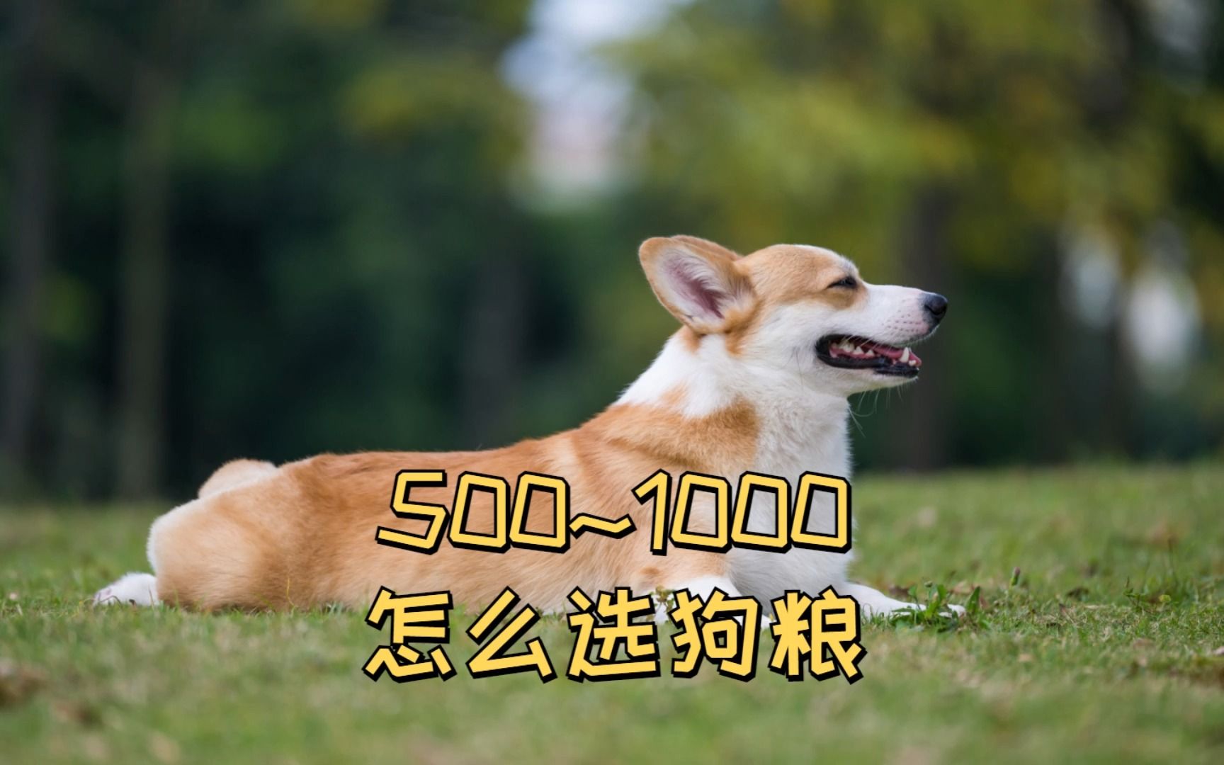 养狗预算500~1000,怎么选狗粮?