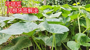 南瓜长花苞了 超开心的 哔哩哔哩 つロ干杯 Bilibili