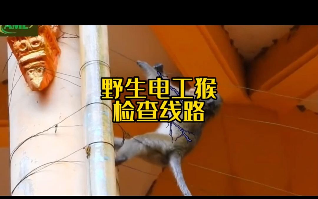 野生电工猴检查线路触电了!大自然的生存法则