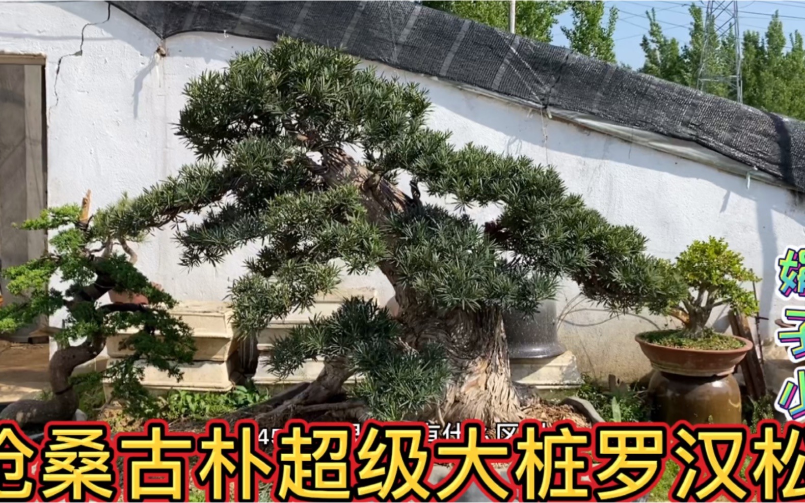泰安大爷邀请娟子去开眼,超级大桩罗汉松盆景,张口10万起步贵吗?