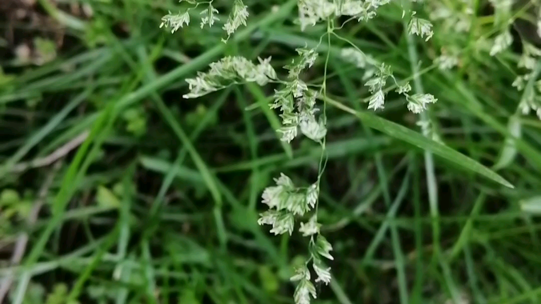 【植物大赏】随风摇曳小白花哔哩哔哩bilibili