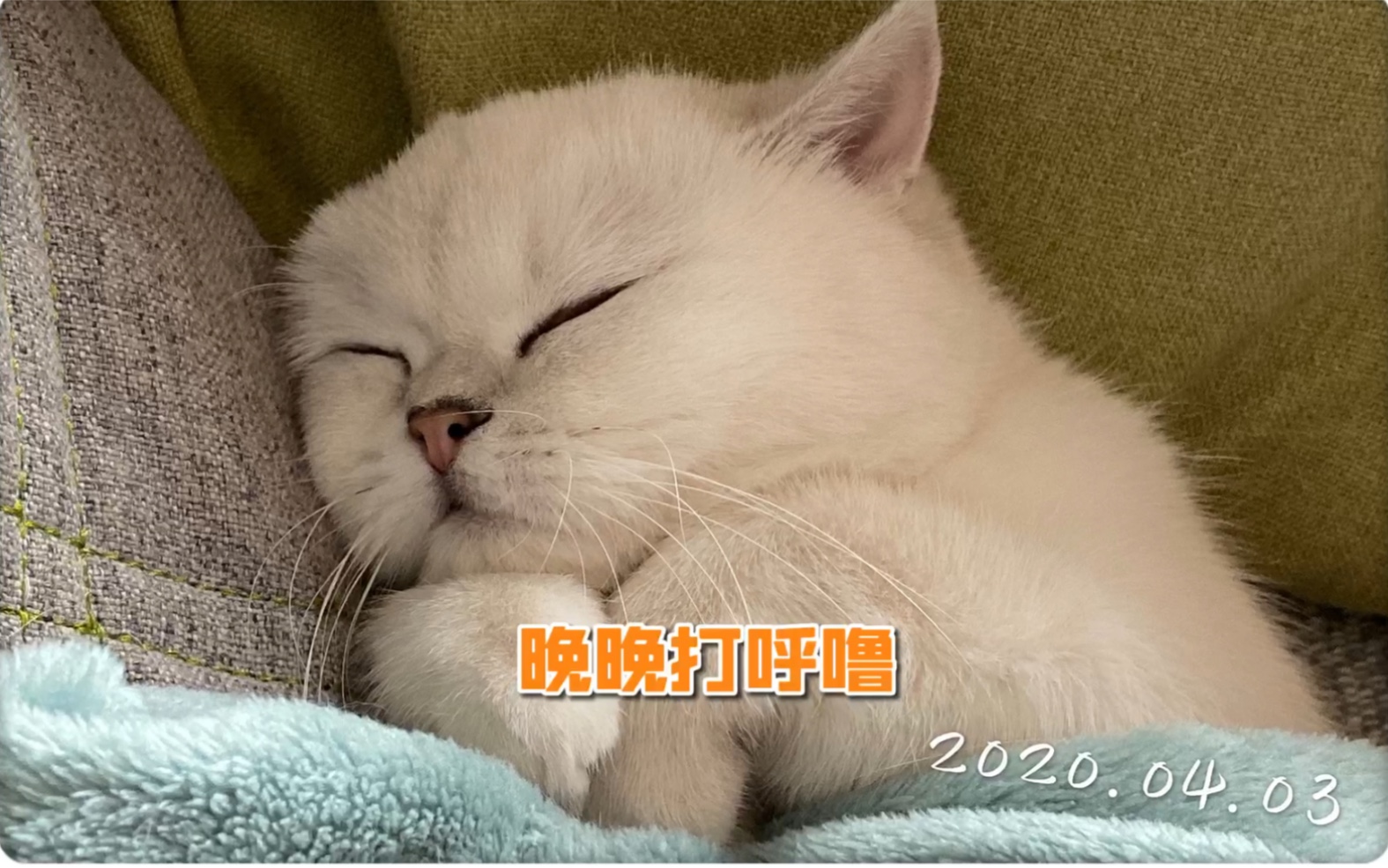 活动作品睡觉会打呼噜的晚晚