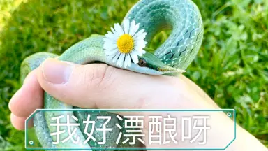 带蛇-哔哩哔哩_Bilibili 带蛇-哔哩哔哩_Bilibili