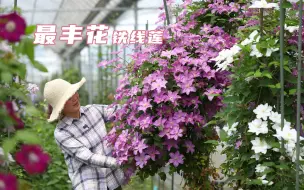 Download Video: 最丰花最好养的铁线莲——晚花大花组和南欧组