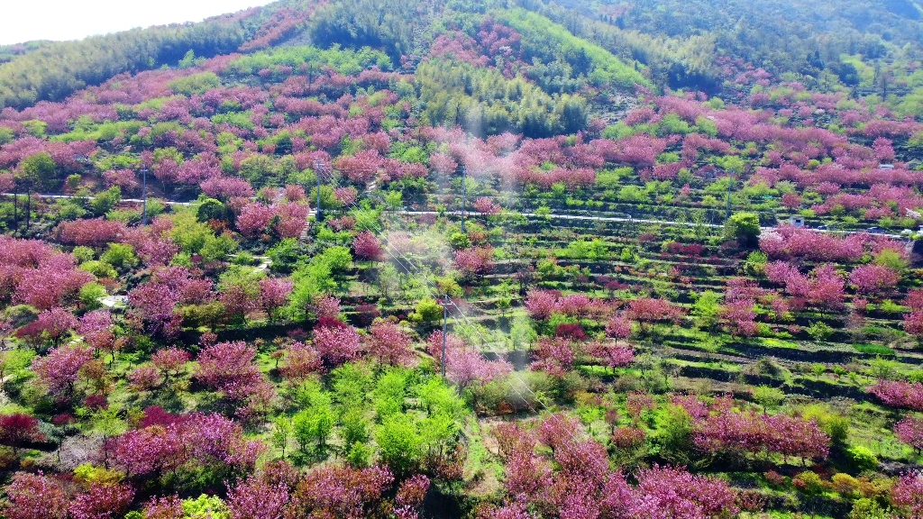 覆卮山苕花岭的晚樱